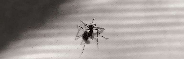 A mosquito landed on the floor