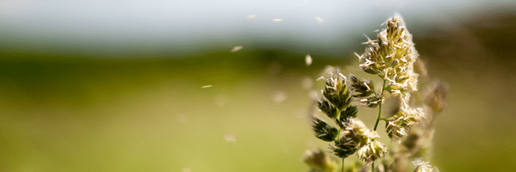 How Climate Change and HVAC Maintenance Affect Pollen Allergies
