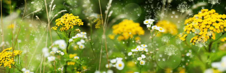 Particles of pollen in a wildflower meadow