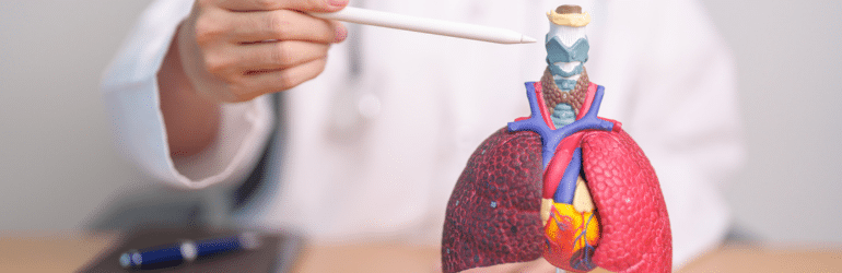 Doctor point Thyroid and Cricoid of Respiratory system anatomy for Diseases.