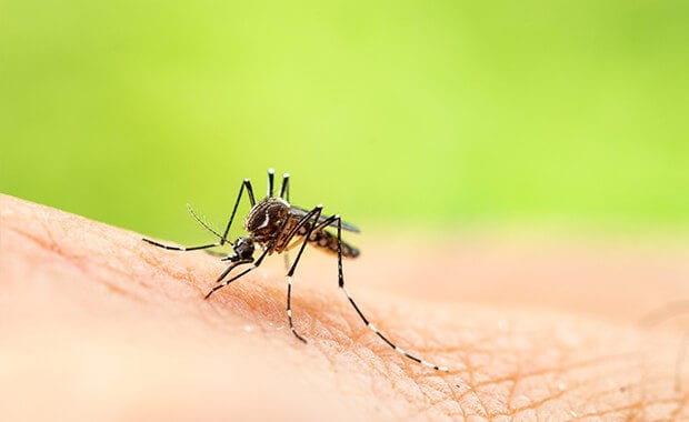 Mosquito
