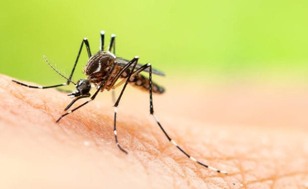 Mosquito Bite