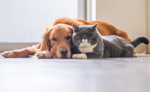 Pets