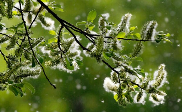 Pollen Allergy