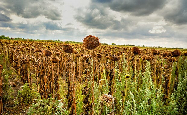 Pollen and Climate Change