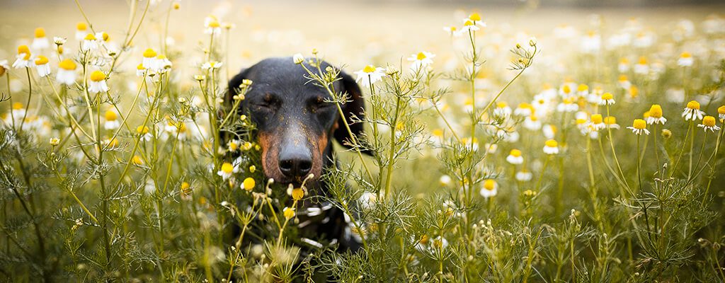 How to Prepare for the Upcoming Pollen Season in Colorado
