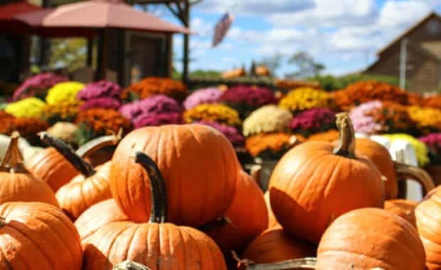 Pumpkin Patch