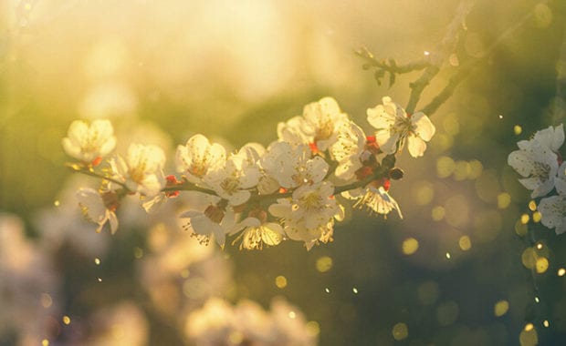 Springs Blossom