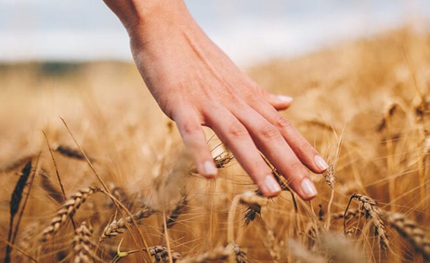 Wheat